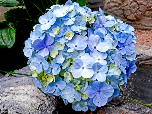 Blue Shade Hydrangea – Flowering Accent Shrub for Southern California Landscapes