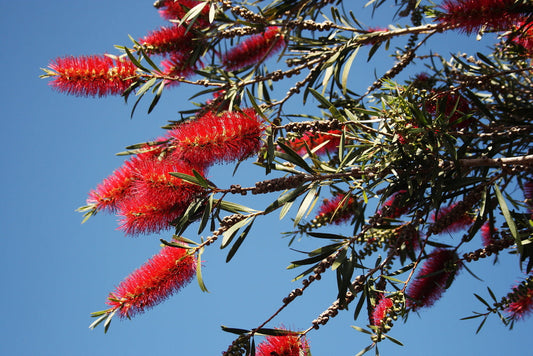 Bottlebrush Tree – Red Flowering Accent Plant for Southern California Landscapes