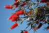 Bottlebrush Tree – Red Flowering Accent Plant for Southern California Landscapes