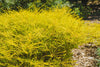 Breath Of Heaven Sunset Gold – Fragrant Shrub for Southern California Landscapes