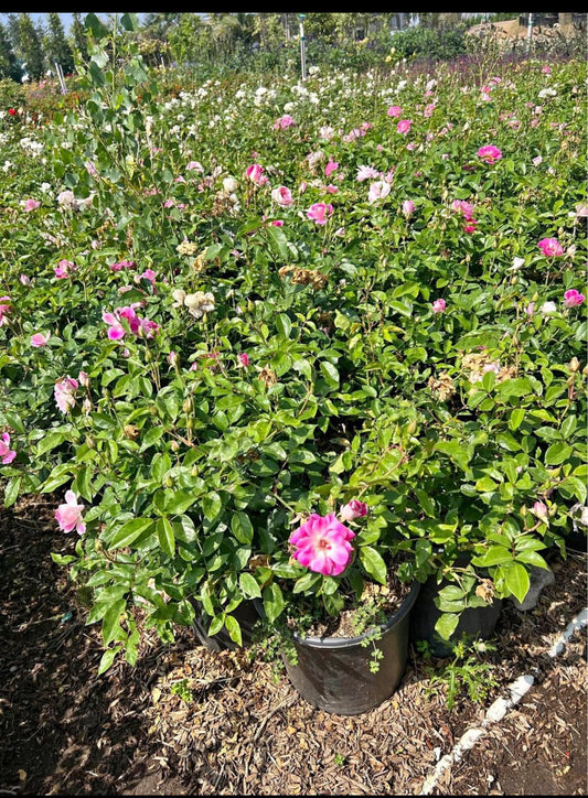 Brilliant Pink Iceberg Rose – Border Plant for Southern California Landscapes