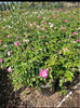 Brilliant Pink Iceberg Rose – Border Plant for Southern California Landscapes