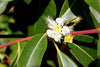 Brisbane Box – Border Tree With White Blooms for Private Borders and Screening for Southern California Landscapes