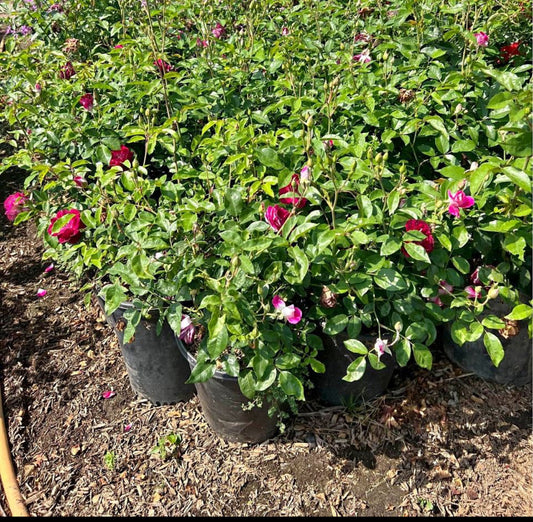 Burgundy Iceberg Rose – Compact Garden Rose for Borders in Southern California Landscapes