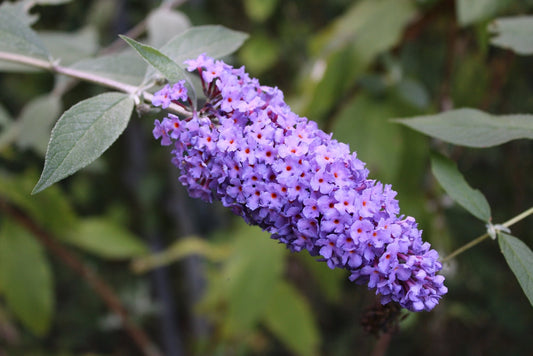 Butterfly Bush Burgundy Iceberg – Pollinator Border for Southern California Landscapes