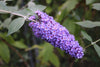 Butterfly Bush Burgundy Iceberg – Pollinator Border for Southern California Landscapes