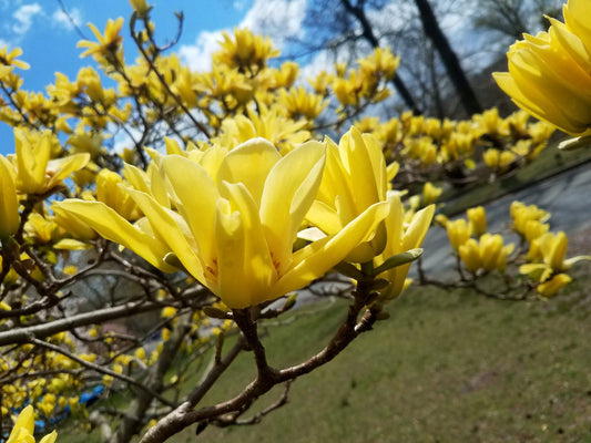 Butterfly Magnolia Tree – Ornamental Accent Tree for Southern California Landscapes