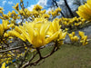 Butterfly Magnolia Tree – Ornamental Accent Tree for Southern California Landscapes