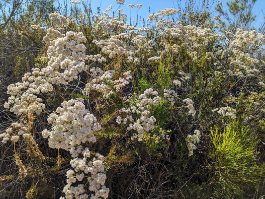 California Buckwheat – Low-Water Native Shrub for Southern California Landscapes