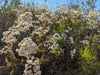 California Buckwheat – Low-Water Native Shrub for Southern California Landscapes
