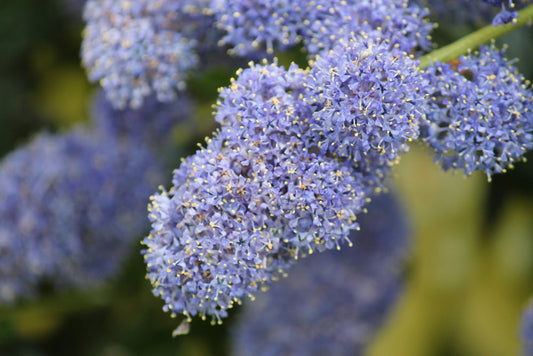California Lilac Concha – Drought-Tolerant Native Shrub for Southern California Landscapes