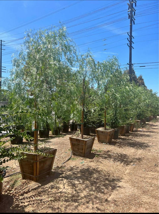 California Pepper Tree – Drought-Tolerant Ornamental Shade Tree for Southern California Landscapes