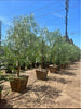 California Pepper Tree – Drought-Tolerant Ornamental Shade Tree for Southern California Landscapes