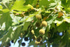California Sycamore – Shade Tree for Yards and Gardens for Southern California Landscapes