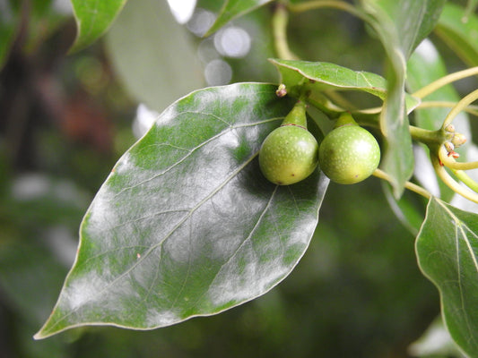 Camphor Tree – Aromatic Shade & Fragrance for Southern California Landscapes