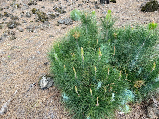 Canary Island Pine - Robust, Fast-Growing Shade Tree for Southern California Landscapes