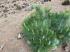 Canary Island Pine - Robust, Fast-Growing Shade Tree for Southern California Landscapes