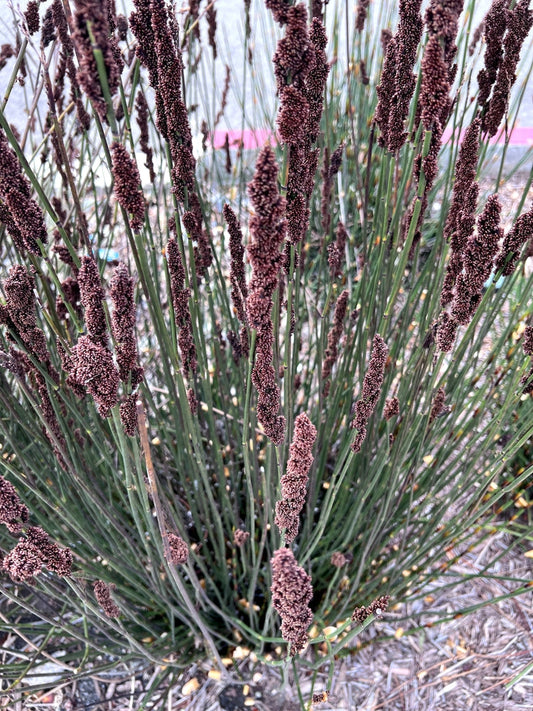 Cape Rush – Drought-Tolerant Accent Grass for Borders, Edges, and Focal Plantings for Southern California Landscapes
