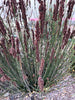 Cape Rush – Drought-Tolerant Accent Grass for Borders, Edges, and Focal Plantings for Southern California Landscapes