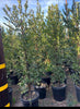 Carolina Cherry Laurel – Evergreen Privacy Hedge for Southern California Landscapes