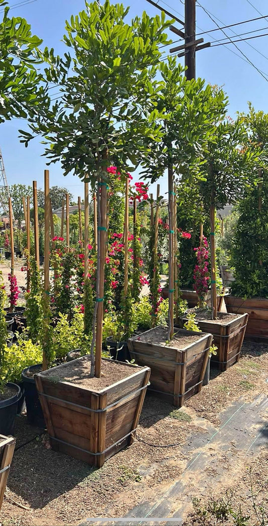 Canary Island Pine Carrot Wood Tree – Shade Tree for Southern California Landscapes