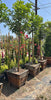 Canary Island Pine Carrot Wood Tree – Shade Tree for Southern California Landscapes