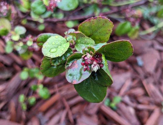Catalina Currant – Drought-Tolerant Native Shrub for Southern California Landscapes