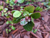 Catalina Currant – Drought-Tolerant Native Shrub for Southern California Landscapes