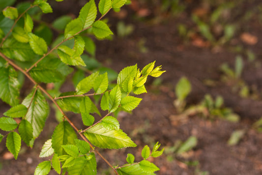 Chinese Elm – Shade Tree With Seasonal Color for Southern California Landscapes