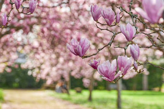 Chinese Magnolia – Early Spring Blooming Tree for Southern California Landscapes