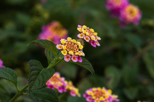 Confetti Lantana – Colorful Border Bed Plant for Sunny Southern California Landscapes