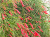 Coral Fountain – Drought-Tolerant Border Shrub for Southern California Landscapes