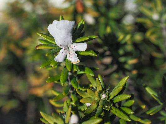 Variegated Rosemary – Compact Border & Hedge Plant for Southern California Landscapes