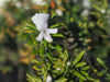 Variegated Rosemary – Compact Border & Hedge Plant for Southern California Landscapes
