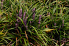 Creeping Lily Turf – Groundcover for Borders & Pathways Southern California Landscapes