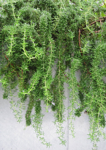 California Greens