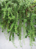 Creeping Rosemary - Fragrant Prostrate Groundcover Sunny Borders and Slopes for Southern California Landscapes