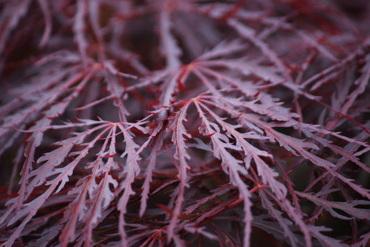 Crimson Queen Japanese Maple – Elegant Accent Tree for Southern California Landscapes