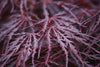 Crimson Queen Japanese Maple – Elegant Accent Tree for Southern California Landscapes