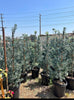 Crystal Blue Fern Pine – Elegant Privacy Hedge Plant for Southern California Landscapes
