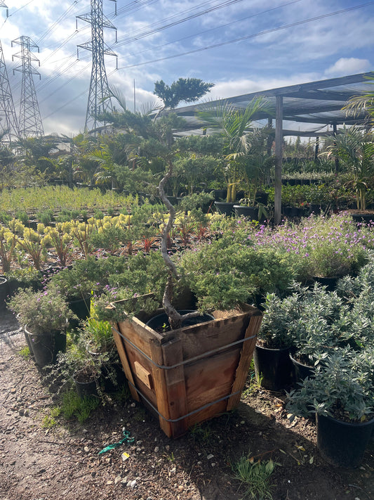 Bonsai Juniper Tree – Outdoor Bonsai Focal Point For Southern California Landscapes