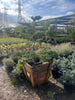 Bonsai Juniper Tree – Outdoor Bonsai Focal Point For Southern California Landscapes