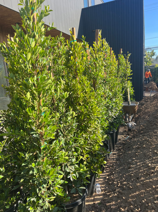 Indian Laurel Ficus Nitida Hedge – Privacy Hedge for Southern California Landscapes