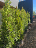 Indian Laurel Ficus Nitida Hedge – Privacy Hedge for Southern California Landscapes