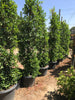 Indian Laurel Ficus Nitida Hedge – Privacy Hedge for Southern California Landscapes