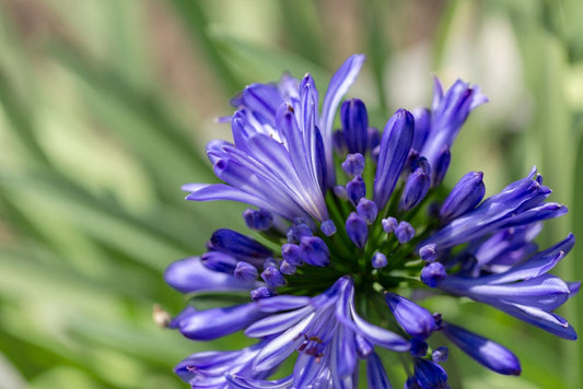 Agapanthus Storm Cloud–Accent Plant with Indigo Blooms for Southern California Landscapes