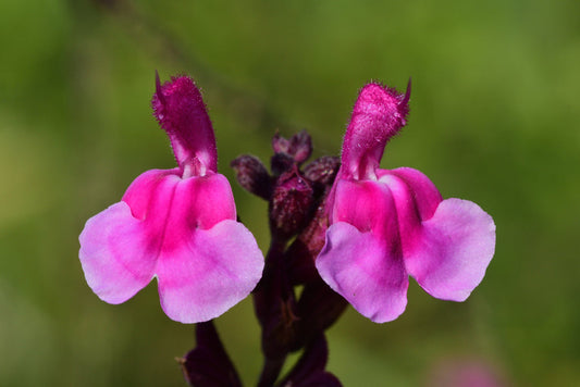 Dark Pink Sage – Low-Maintenance Shrub for Sun Borders for Southern California Landscapes