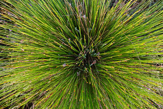 Deer Grass – Drought-Tolerant Ornamental Grass for Southern California Landscapes