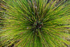 Deer Grass – Drought-Tolerant Ornamental Grass for Southern California Landscapes