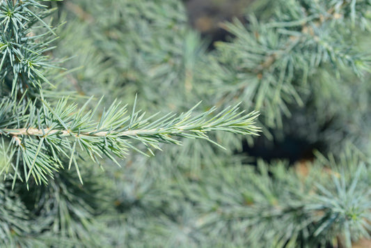 Crystal Blue Podocarpus – Privacy Screen and Architectural Accent for Southern California Landscapes